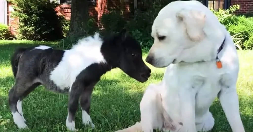 Tiniest Dwarf Horse Learns to Walk With The Help From Doggy Friend